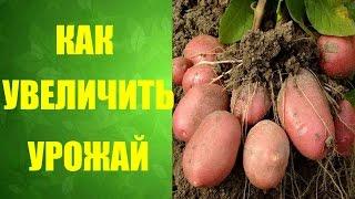 Выращивание #картофеля. Как с меньшей площади получить больше #урожайкартофеля.