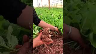 #Agriculture rural areas and farmers#Douyin records rural life#Creative inspiration