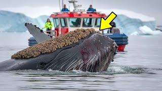 A whale COVERED IN BARNACLES BEGGED for HELP from the people aboard the SHIP