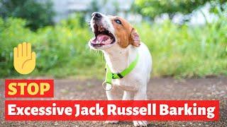 How to Stop Excessive Barking Behavior of a Jack Russell Terrier dog?