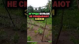 Огурцы больше не скидывают завязи #дача #огород #секреты #сад #урожай #огурцы