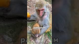 ви тока пасматрете #bibimonkey #monkeybaby #monkeyking #бибизяна #обезьяна #манки #да #пон #банан