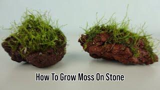 How To Plant Java Moss On Lava Stone