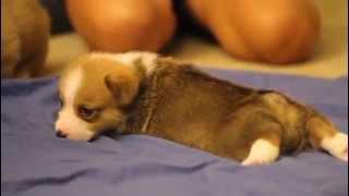 Corgi Puppies