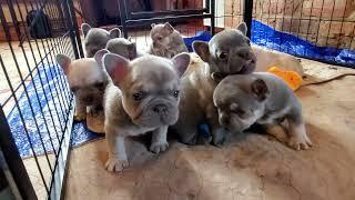 Pricing French Bulldog Puppies