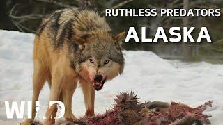 WILD ALASKA | Land Of The Most Brutal Predators | Animal Documentary