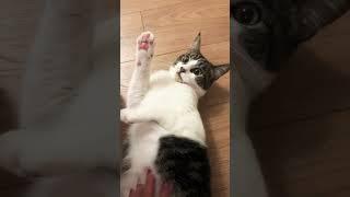 I LIKE HIM!  I GOT UNLI RUBS! #funnyanimls #cats #pets #furmom #furbaby #shorts #funnymoment