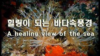 힐링이되는 바다속 풍경 (A healing view of the sea)