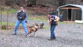 Schilling Law Dog's Training by Ken Schilling