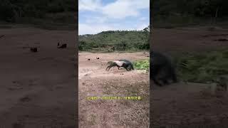 Goat sneaks up on wild boar. Fantastic Beasts Are Here. Animal World. Highlights of Animal World