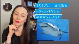 Акула- ваше тотемное животное# ваш тотем# духовное животное#