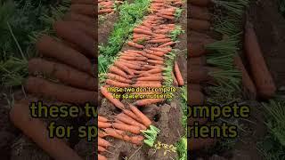 #garden #gardening #gardens #farming #gardening101 #vegetables #agriculture #gardeningtips #plants