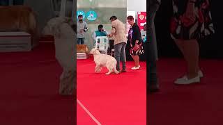 Golden Retriever At Petex Hyderabad/#Shorts/@travel along raj