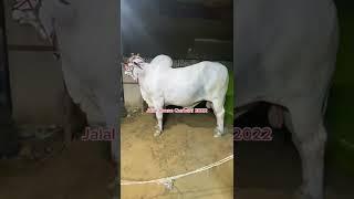 Jalal house Qurbani 2022