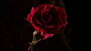 Red rose flower opening and dying time lapse