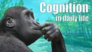 Cognition in Daily Life