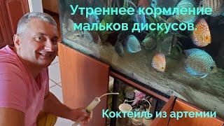 Утреннее кормление мальков дискусов 5.10.2021 #discus#дискусы#кормлениемальковдискусов