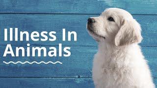 What Causes Illness In Animals? Animal Health Care video