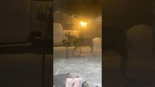 WILD: Deer Seek Shelter From Snowstorm