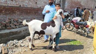 Wednesday Update Lahore Mandi Makhi Chena Bakra Desi Chatre Mazhar Biba Official