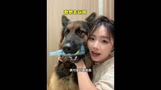 看见瓶子肉眼可见的开心，狗狗的开心真的很简单！ #德牧 #狗子日常 #养狗人 #狗狗 #快乐小狗