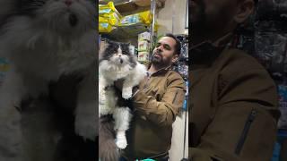 Finally cat bhi leli #pets #doglover #puppy #funny #entertainment #lab #persian