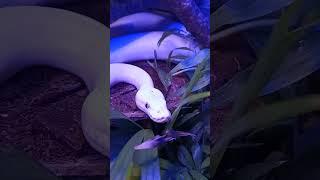 The White Walker/ Ball Python/Leucistic