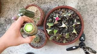 Cactus Propagation using Cutting | Grafting Rainbow & Boobsie Cactus