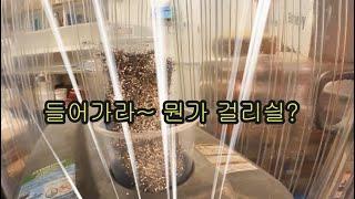 호주 청소사 이야기