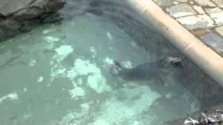 Seagull Steals Fish From Seal