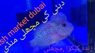 dubai fish market ki sair/machli market dubai