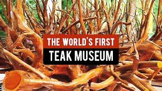 The wonderful world of teak A place in India where there are only teak trees is Nilambur in Kerala 