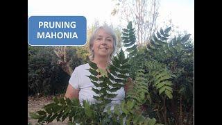 PRUNING MAHONIA