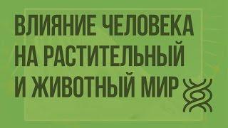 Влияние человека на растительный и животный мир. Видеоурок по биологии 11 класс