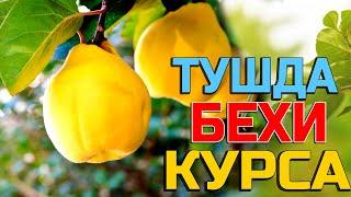 Тушда Бехи курса  - Tushda Behi ko'rsa