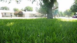 Lawncutting with lawnboy8461