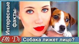 ЧТО БУДЕТ ЕСЛИ СОБАКА ОБЛИЖЕТ ЛИЦО | ИНТЕРЕСНЫЕ ФАКТЫ | ELLI DI