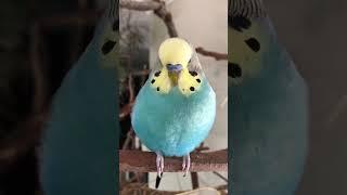 This budgie loves the camera, the others be like get your black brick away from me!