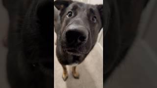 Who wants to adopt me? #billybob #germanshepherd #dogshorts #trending #funny #funnydogs