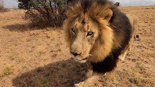 The Real Lion King - Bobcat | The Lion Whisperer