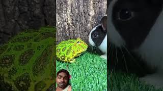 frog #funny #animals #cute #cuteanimals #comedy #lifeisbutadream #catfunny #cat #catvideos