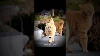 The REAL catwalk 