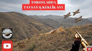 Tavşan Keklik Avı (Tavşanlar kalkmıyor)rabbit hunting охота на кроликов صيد الارنب partridge hunting