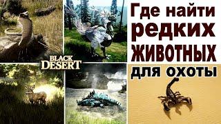 Где найти редких животных для охоты в BDO - Black Desert (MMORPG)