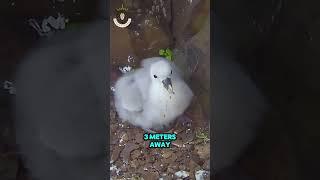 North Fulmar Survival Tricks You Never Knew