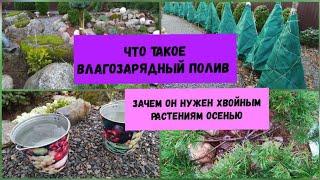 Что такое влагозарядный полив? Зачем он нужен хвойным растениям осенью?