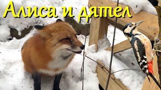 Алиса лиса. Алиса и дятел (Alice and the woodpecker).