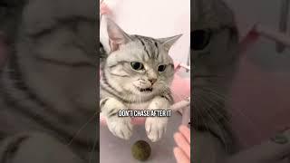 Psychological Tricks to Bond with Your Cat 