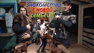 Питбуль щенок знакомство с новой семьей!!!