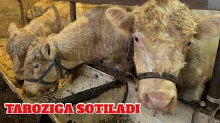 TAROZIGA AVLIKOL ANGUS GREFORD BUQALAR SOTILADI ️998041233 ️935043439